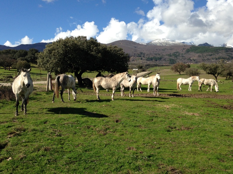 Yeguas El Quemado 